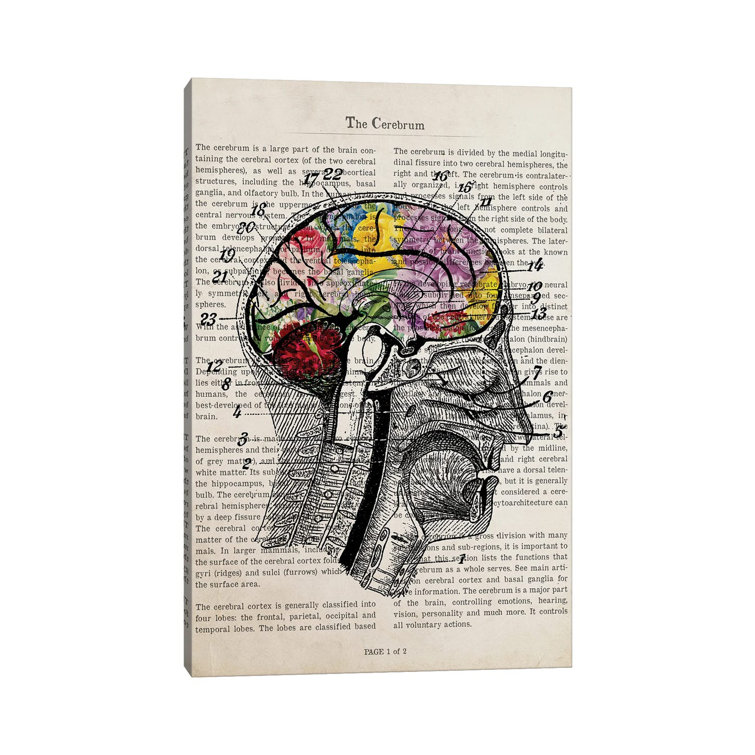 how many lobes are in the brain 8 how many lobes are in the brain 8